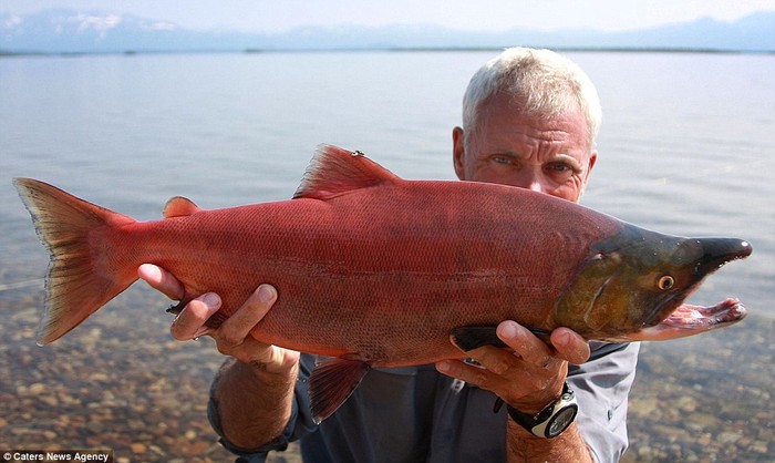 Cá Hồi Sockeye ở Vịnh Alaska